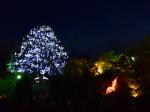 強羅公園　噴水広場　ライトアップ