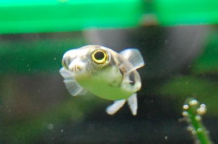 のほほん ふぐｄｉａｒｙ アベニーパファー 南米淡水フグとの生活 南米淡水フグ そろそろかな