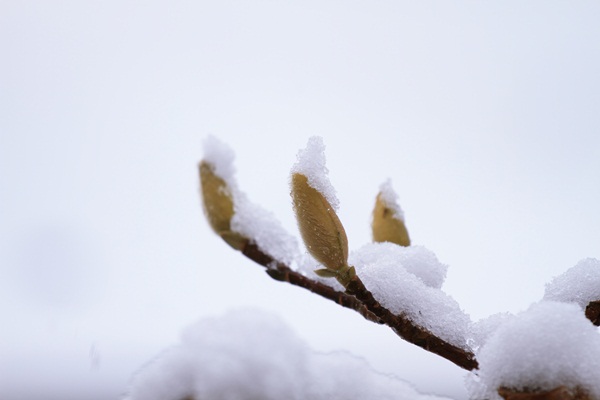春の雪_MG_4165