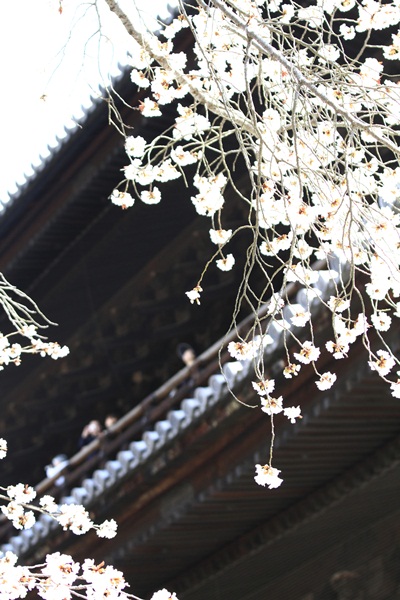 2011_4_10 京都の桜_MG_4340