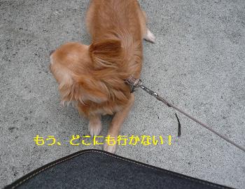てこでも動かない!