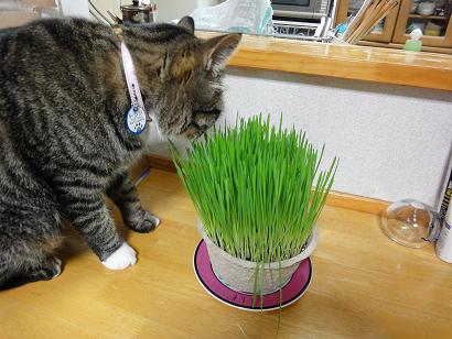 トラちゃん