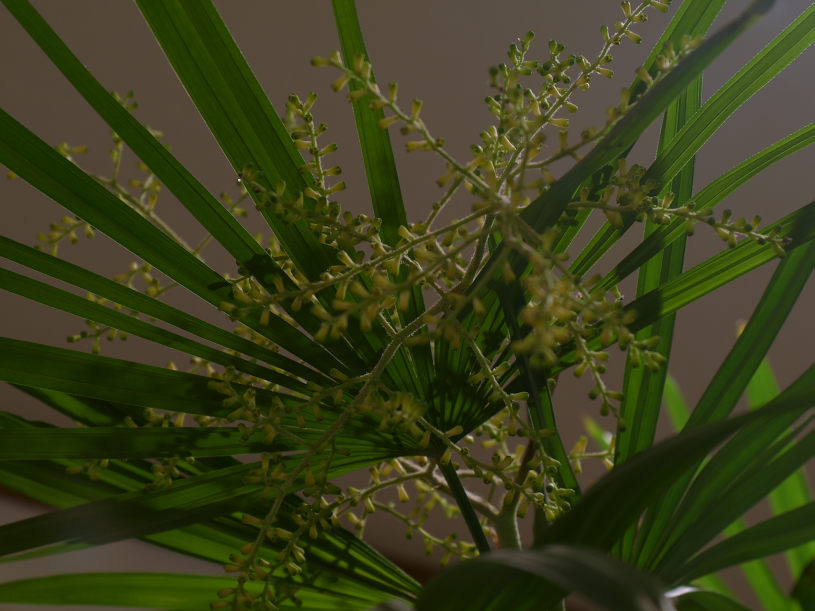棕櫚竹の花779