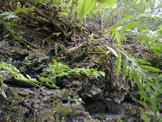 石灰岩に根を張る植物