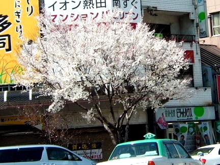 桜山の桜