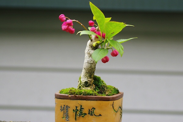 chankochan写してみました 小品盆栽…