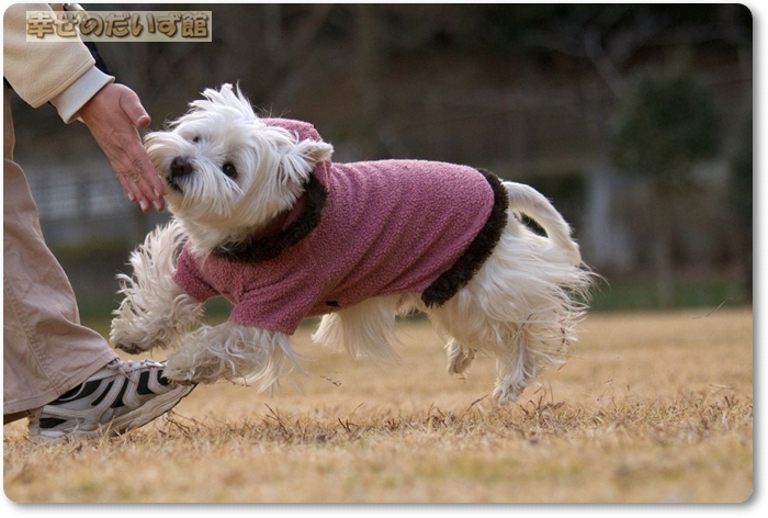 daizukanIMG_5336.jpg