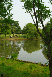 公園の池-縦