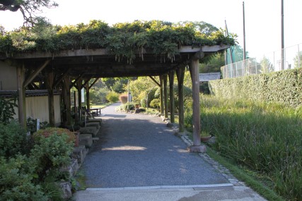 菖蒲園と藤棚