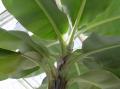 banana's leaf