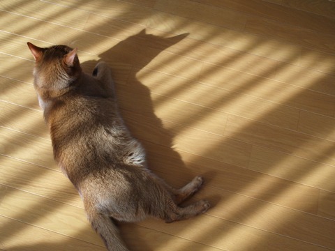 春の猫神様04(2011.02.04)
