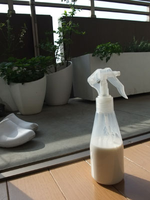 アブラムシvs牛乳スプレー White Planter