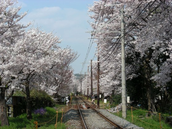 桜トンネル白川桜 002