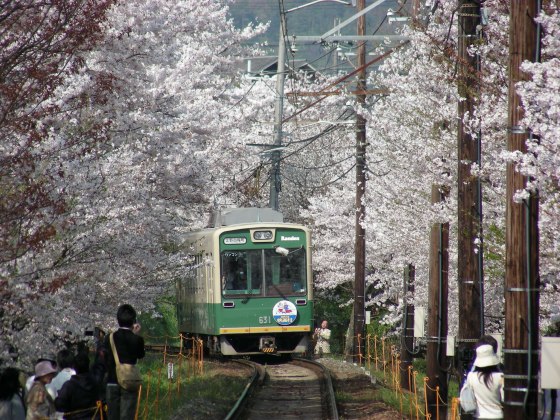 桜トンネル白川桜 011