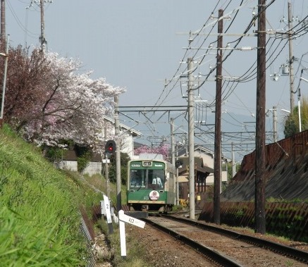 桜トンネル白川桜 033