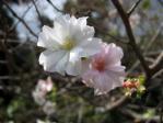 皇居東御苑の十月桜