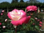 神代植物公園の薔薇「デスティニイ」