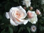 神代植物公園の薔薇「マジョリカ」