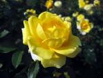 神代植物公園の薔薇「ゴールドバニー」
