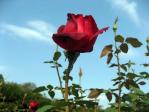 神代植物公園の薔薇「オクラホマ」