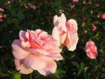 新宿御苑の薔薇「マイグラニー」
