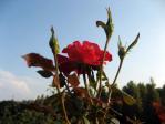 新宿御苑の薔薇「ピカソ」