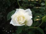 新宿御苑の薔薇「クリームデライト」
