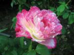 新宿御苑の薔薇「ダブルデライト」