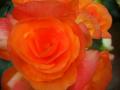 エラチオールベゴニア　濃橙　赤塚植物園にて
