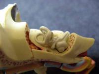 人体解剖模型　耳　２