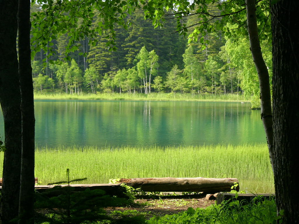 エメラルドグリーンの湖畔 足寄町 オンネトーの風景 記憶の中の情景 北海道の壁紙 壁紙無料