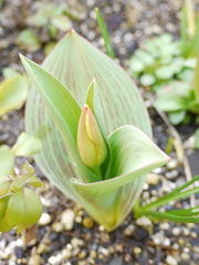 tulip2011-04.jpg