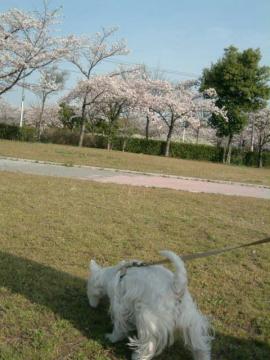 櫻の園
