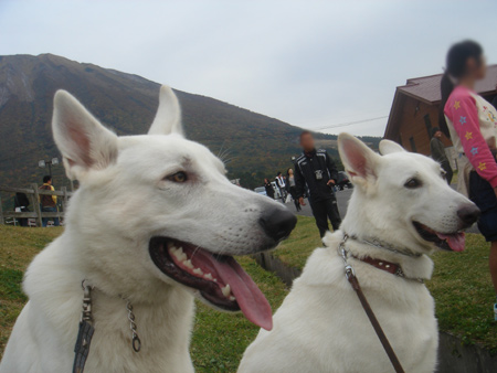 山と犬