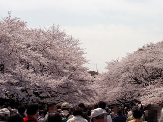 上野,桜