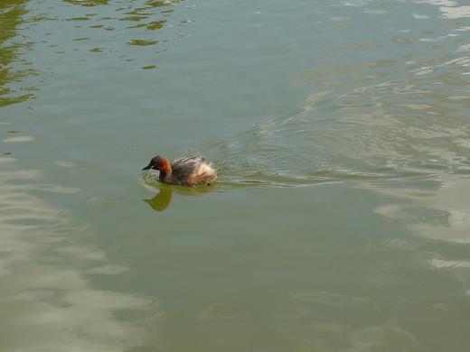 猿沢の池の水鳥