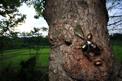樹液に集まる虫