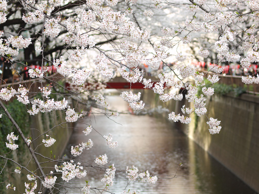 09年春、目黒川の桜