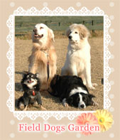 Field Dogs Garden