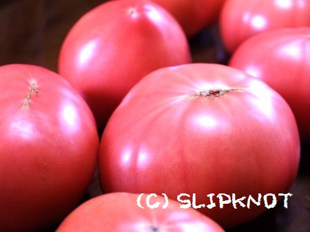 tomatobatake (14)