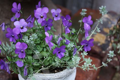 T’s Garden Healing Flowers‐ロータス・クレティクスとビオラの寄せ植え