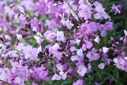 T’s Garden Healing Flowers‐チェイランサス・プルプレア
