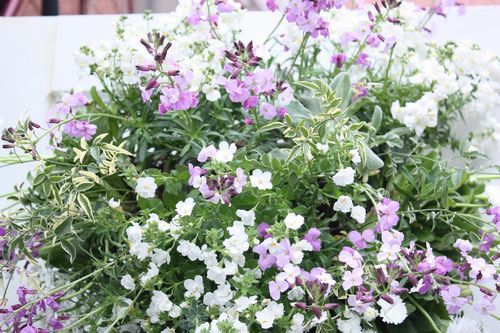 T’s Garden Healing Flowers‐チェイランサスとチロリアンデージーのハンギング