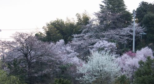T’s Garden Healing Flowers‐里山の桜