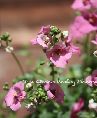 T’s Garden Healing Flowers‐ピンクのディアスシア