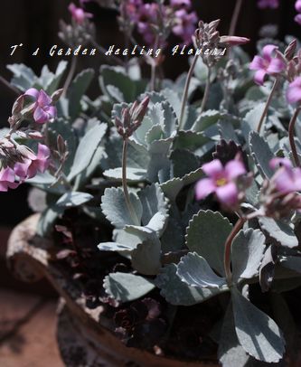 T’s Garden Healing Flowers‐カランコ・白銀の舞寄せ植え