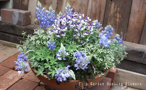 T’s Garden Healing Flowers‐ルピナス・ブルーボネットの寄せ植え