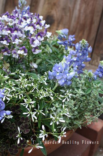 T’s Garden Healing Flowers‐ルピナス・ブルーボネットの寄せ植え