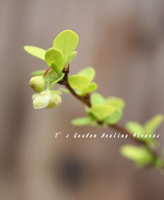 T’s Garden Healing Flowers‐メギ・オーレアの花
