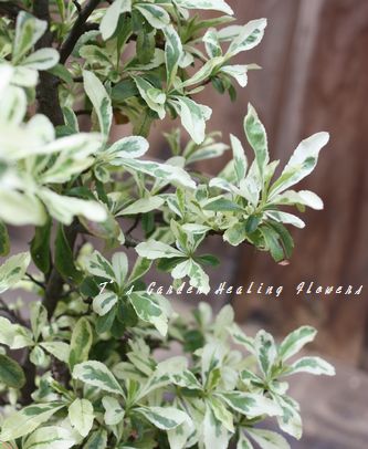 T’s Garden Healing Flowers‐新緑のピラカンサ・ハーレクイン